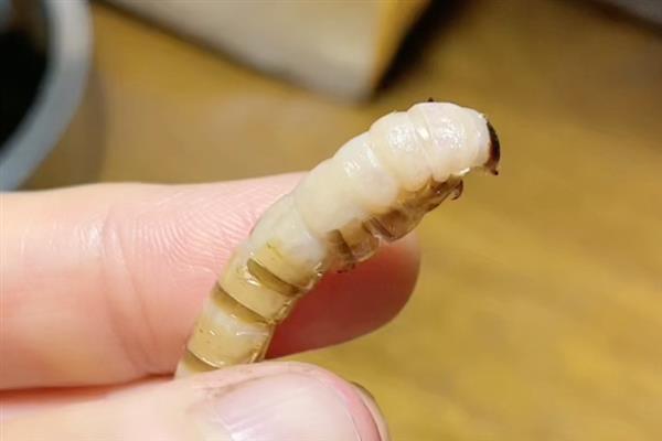 怎么养红龙鱼,饲养初期每周换水20-30%