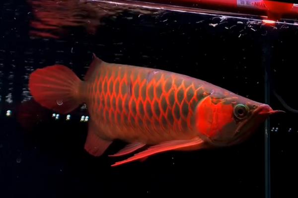 怎么养红龙鱼,饲养初期每周换水20-30%