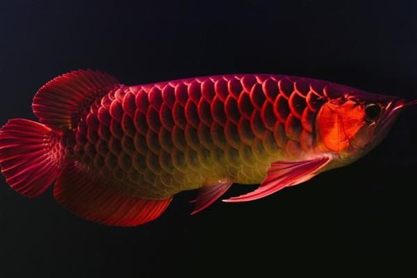 怎么养红龙鱼,饲养初期每周换水20-30%