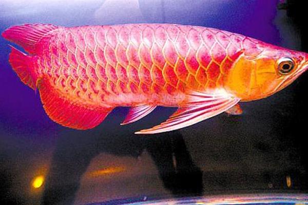 怎么养红龙鱼,饲养初期每周换水20-30%