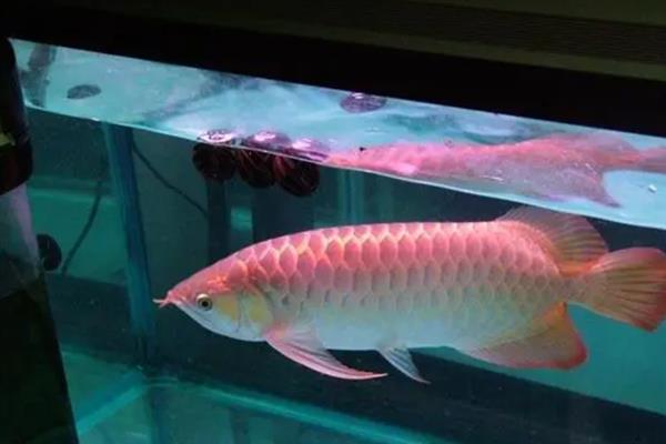 怎么养红龙鱼,饲养初期每周换水20-30%