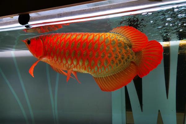 怎么养红龙鱼,饲养初期每周换水20-30%
