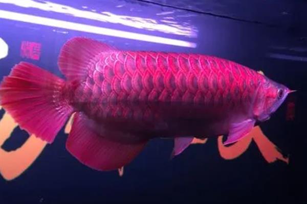 怎么养红龙鱼,饲养初期每周换水20-30%