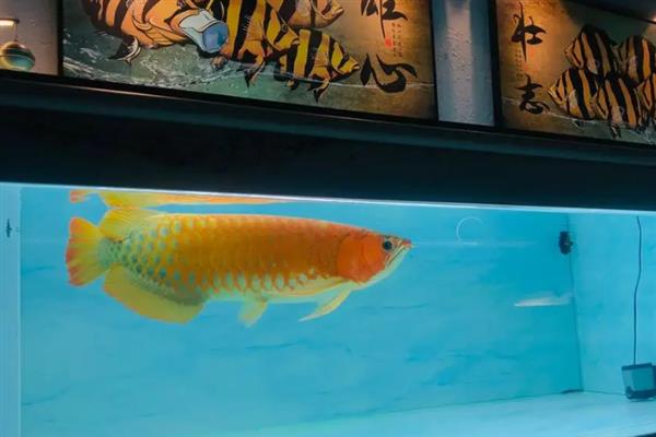 怎么养红龙鱼,饲养初期每周换水20-30%