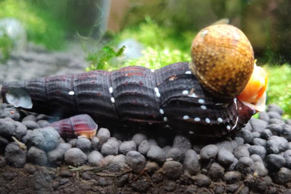 橙兔螺的繁殖次数，每年繁殖5次左右