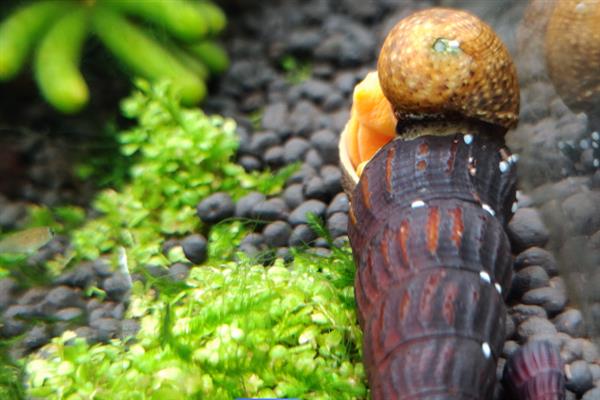 橙兔螺的繁殖次数，每年繁殖5次左右