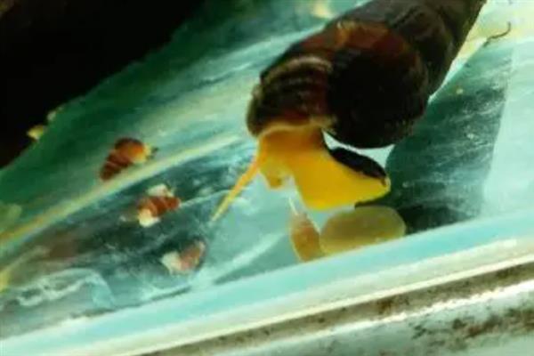 橙兔螺的繁殖次数，每年繁殖5次左右