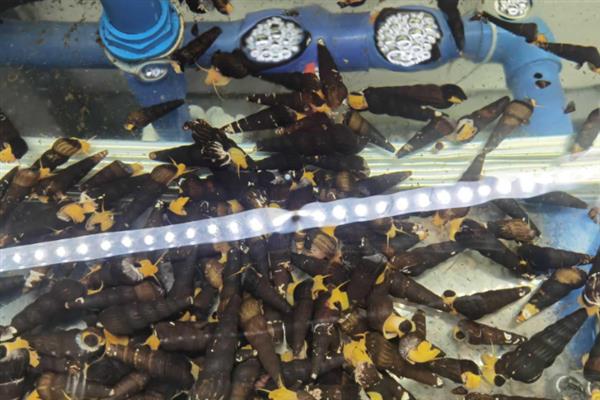 橙兔螺的繁殖次数，每年繁殖5次左右