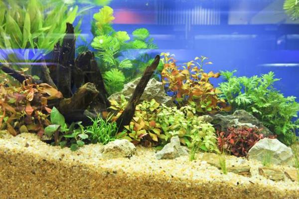 橙兔螺的繁殖次数，每年繁殖5次左右