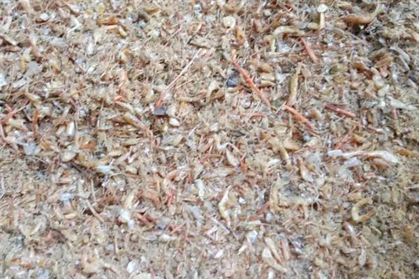 橙兔螺的繁殖次数，每年繁殖5次左右