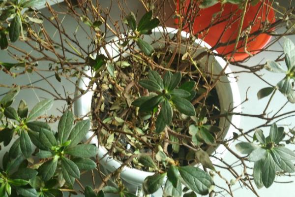 杜鹃花叶子掉光了还能不能救活，根系依然新鲜便可救活