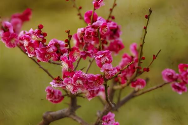花的象征精神是什么，不同品种的花卉象征着不同的精神
