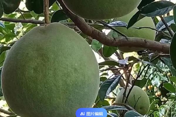 有哪些柚子品种，常见的有沙田柚、坪山柚等