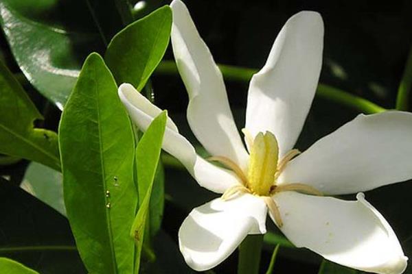 栀子花的寓意，寓意纯洁、永恒等