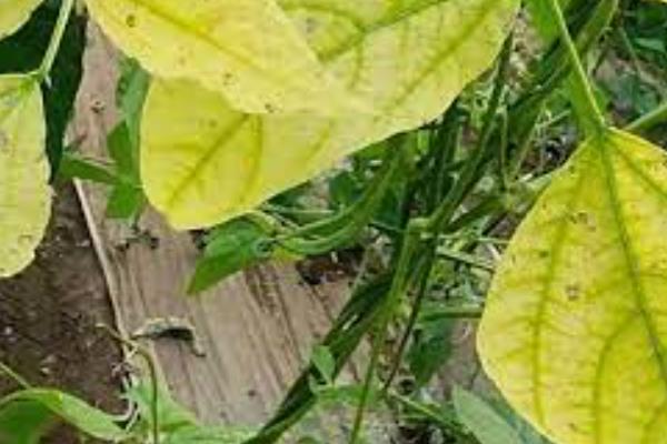 花豆的选购方式，必看生产企业、日期等