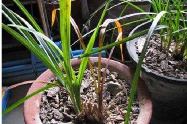 兰花一年开几次，一年开1-3次花