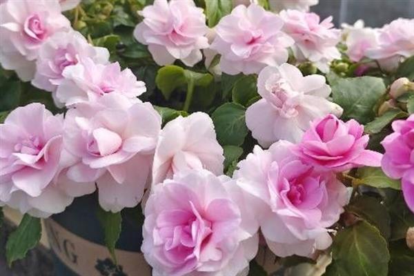 水梅花有毒为什么还有人养，其观赏性非常高
