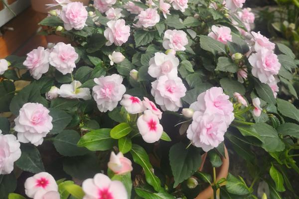 水梅花有毒为什么还有人养，其观赏性非常高