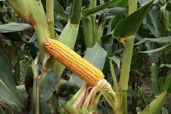 登海618玉米种简介，夏播生育期106天