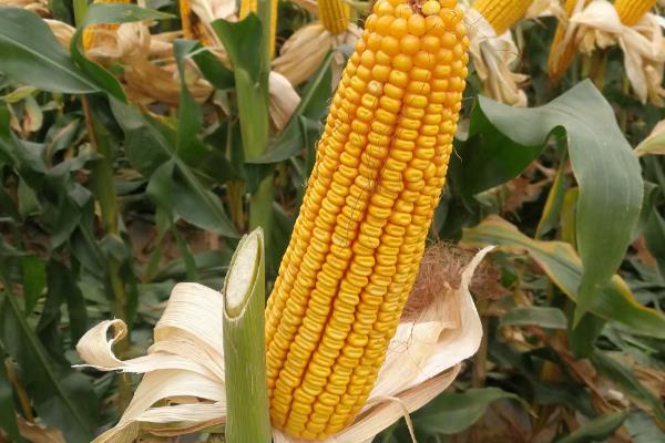 登海618玉米种简介，夏播生育期106天