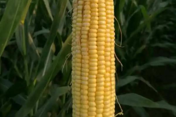 登海618玉米种简介，夏播生育期106天