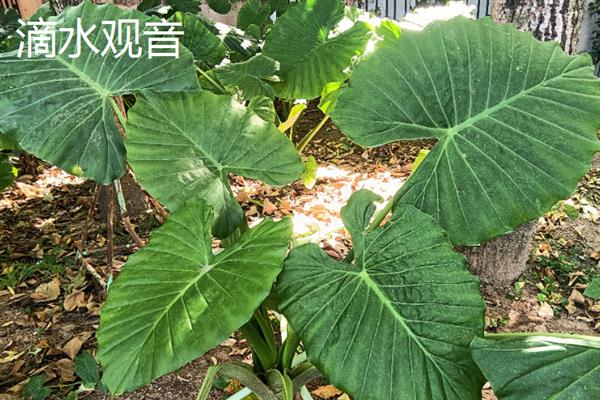 哪些植物不开花，包括滴水观音、铁线蕨、乌毛蕨等品种