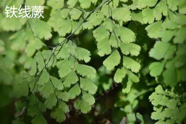 哪些植物不开花，包括滴水观音、铁线蕨、乌毛蕨等品种