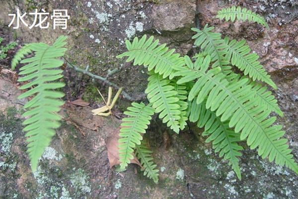 哪些植物不开花，包括滴水观音、铁线蕨、乌毛蕨等品种
