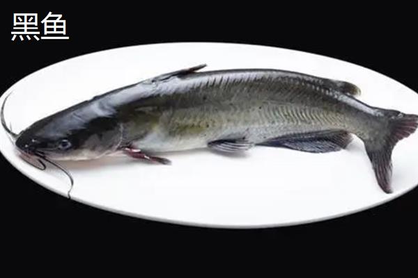 路亚钓法的相关介绍，通过操控假饵模拟弱小生物来引诱大鱼上钩