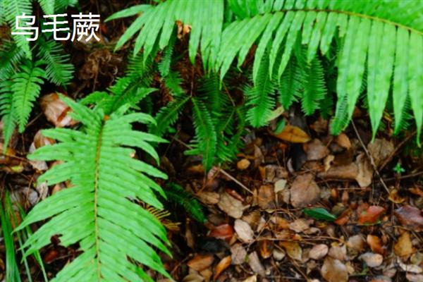 哪些植物不开花，包括滴水观音、铁线蕨、乌毛蕨等品种