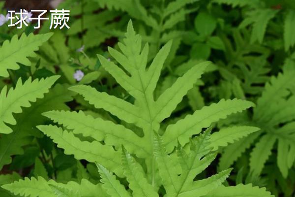 哪些植物不开花，包括滴水观音、铁线蕨、乌毛蕨等品种