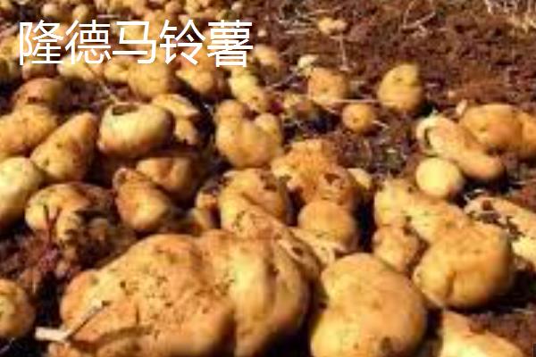 宁夏隆德县的特产，有六盘山蚕豆、六盘山黄芪等