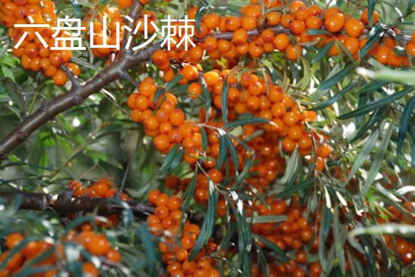 宁夏隆德县的特产，有六盘山蚕豆、六盘山黄芪等