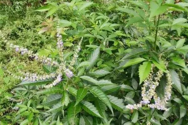 价值较高的荆疙瘩怎么养护，将养殖环境的温度保持在25-32℃
