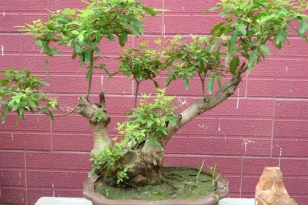 价值较高的荆疙瘩怎么养护，将养殖环境的温度保持在25-32℃