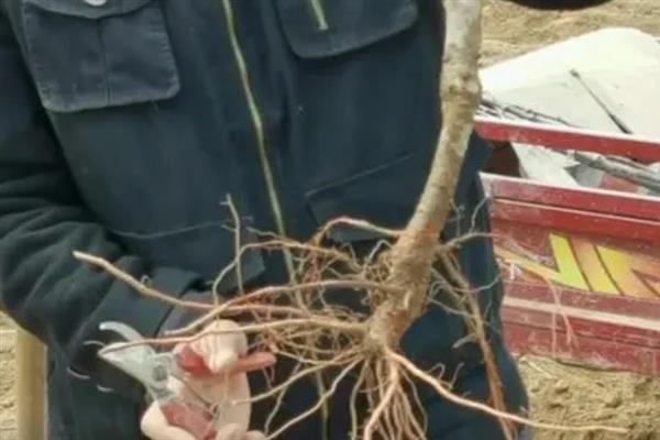 价值较高的荆疙瘩怎么养护，将养殖环境的温度保持在25-32℃