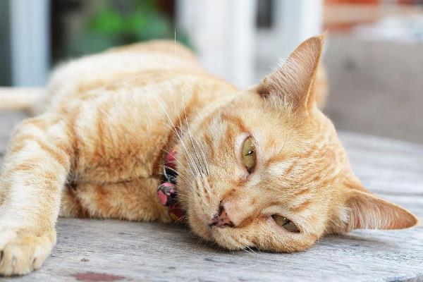猫咪感染弓形虫有哪些症状，可能会出现食欲下降、精神萎靡等
