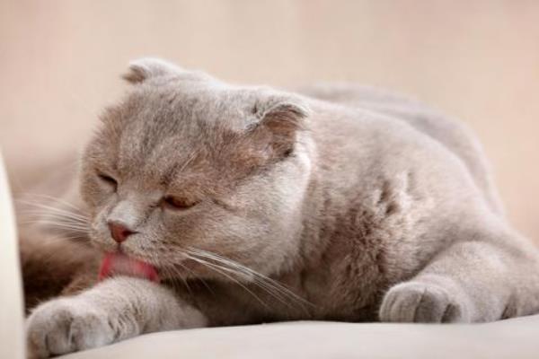 猫咪感染弓形虫有哪些症状，可能会出现食欲下降、精神萎靡等