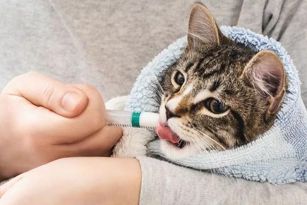 猫咪感染弓形虫有哪些症状，可能会出现食欲下降、精神萎靡等