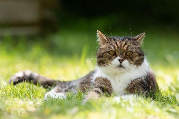 猫咪感染弓形虫有哪些症状，可能会出现食欲下降、精神萎靡等
