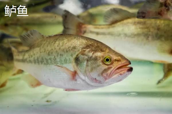 路亚钓法的相关介绍，通过操控假饵模拟弱小生物来引诱大鱼上钩