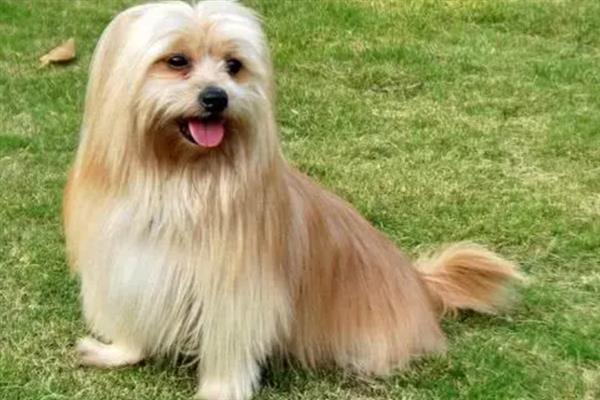 西施犬的寿命，一般能活10-15年