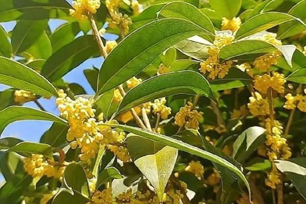 为什么家里不能种桂花，可能是由于其发音与恐怖有关