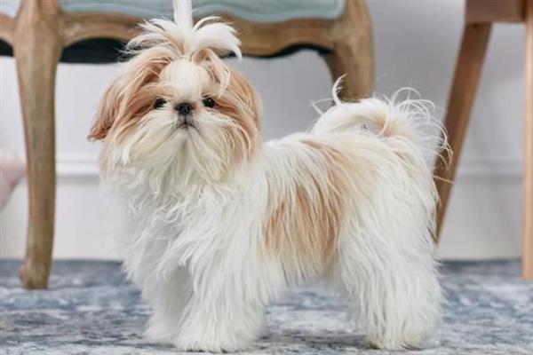 西施犬的寿命，一般能活10-15年