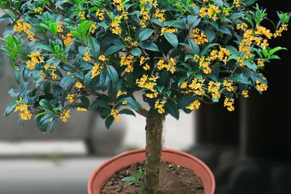 为什么家里不能种桂花，可能是由于其发音与恐怖有关