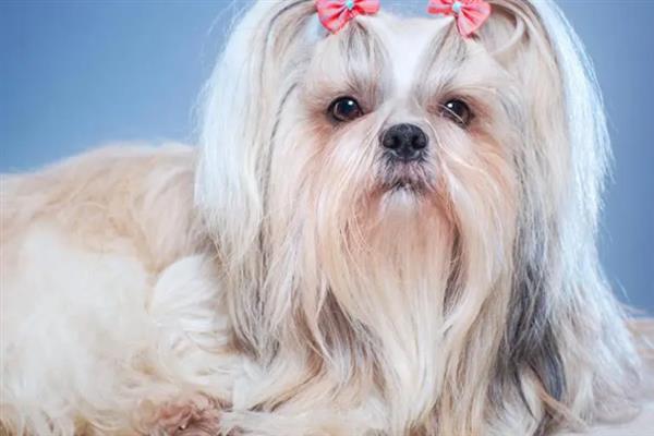 西施犬的寿命，一般能活10-15年