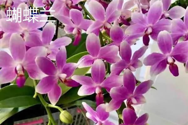 蝴蝶兰和跳舞兰的区别是什么，品种、花型和叶片均不同