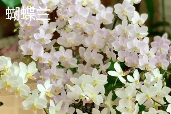 蝴蝶兰和跳舞兰的区别是什么，品种、花型和叶片均不同