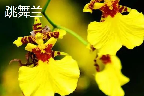 蝴蝶兰和跳舞兰的区别是什么，品种、花型和叶片均不同