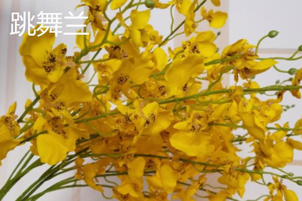 蝴蝶兰和跳舞兰的区别是什么，品种、花型和叶片均不同